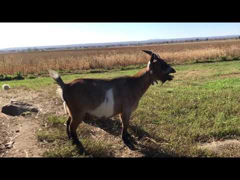 Maman chèvre qui crie et cherche ses petits