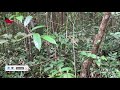 Jungle Drum Music