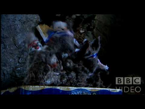 The Mighty Boosh - Crack Fox