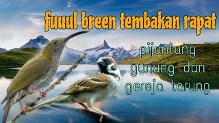 Download lagu Fuuul tembakan breen pijantung gunung dan gereja tarung 🔥 mp3
