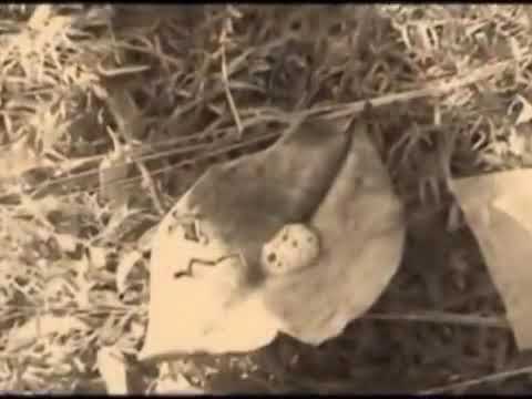 Viral !!! Logu ocu  -Kono sijundai voc.hermila gusman