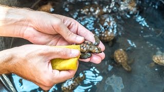 CLEANING BABY SEA TURTLES!