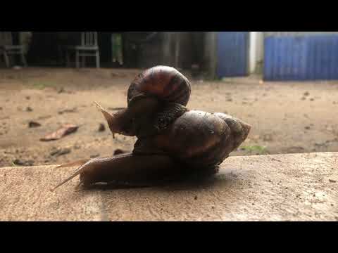 I Captured This Rare Snail Moment on Camera | Unexpected Nature Encounter