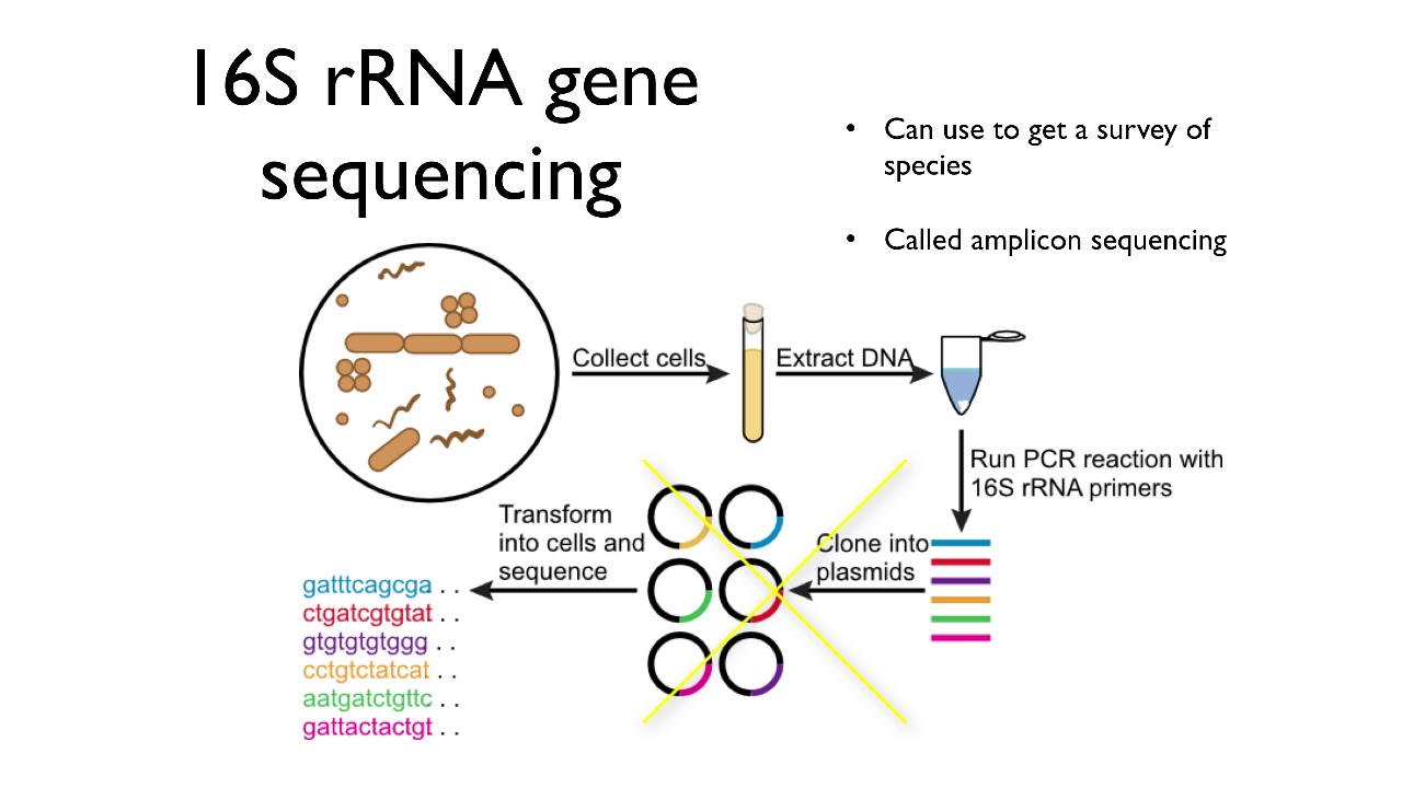 Molecular Methods in Microbial Ecology