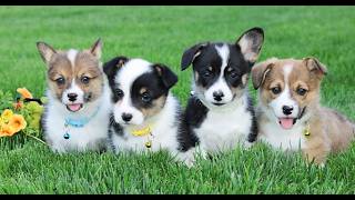 Video preview image #1 Pembroke Welsh Corgi Puppy For Sale in PALMYRA, PA, USA