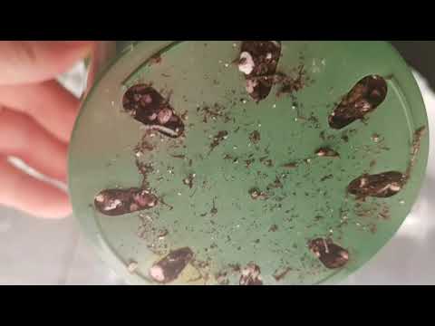 Spider Farmer Autoflower Grow Sf1000 #3