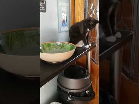 A very persistent cat.