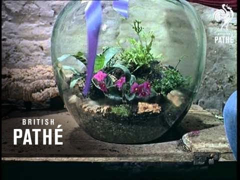 Out Takes / Cuts From Cp 533 Reel 2 Of 2 - Beauty Queen, Bottle Gardens And Auto Gyro (1965)