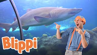 Download lagu Blippi Visits an Aquarium (The Florida Aquarium) | 1 HOUR OF BLIPPI | Educational Videos For Kids mp3