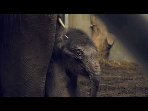 Aziatische olifant geboren op kerstavond in ARTIS