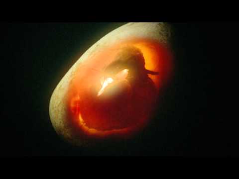 Dinotasia | Deutscher Trailer