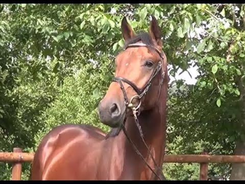 Diamant de Semilly x Contendro