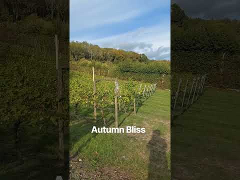 Autumn arrives at Godstone Vineyards #vineyard #vineyards Vineyards #englishwine