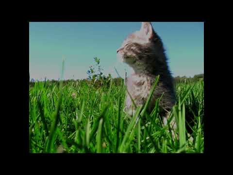 Alex G - Harvey Slowed and reverb Extended