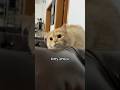 Orange Cat Attacks Kittykitty Kittenish Cutebaby Cats Catlover