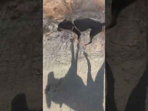 Surviving distemper virus