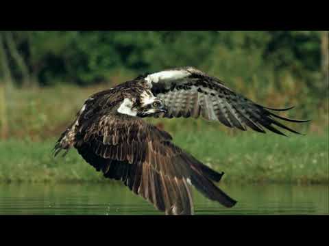 Donald Shaw - Horizon Theme