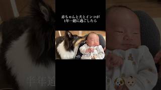 赤ちゃんと犬とインコが仲良すぎる