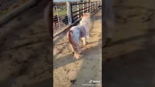 Winter the Little Pony Has A Little Fall I TikTok