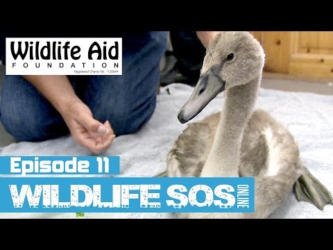 Wildlife SOS Online - Episode 11