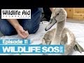 Wildlife SOS Online - Episode 11 