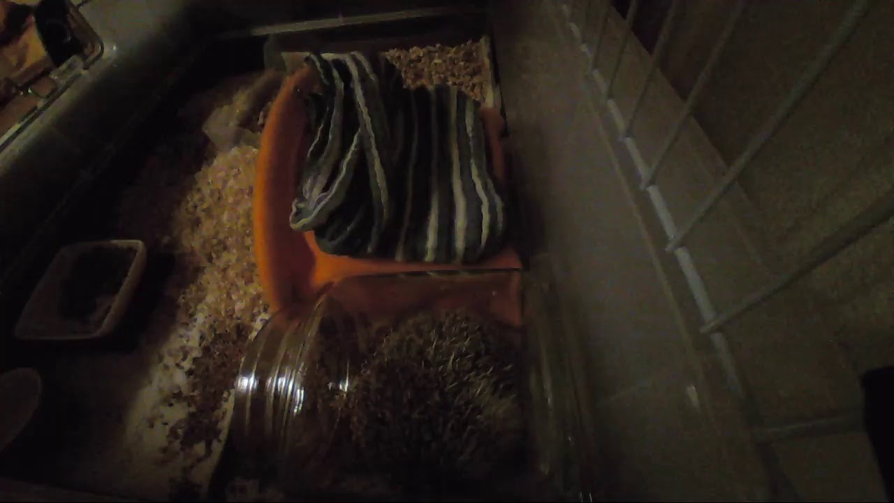 Hedgehog　Camera test