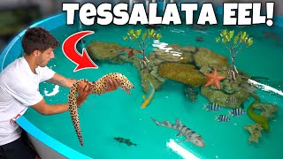 RESCUING *DEADLY* EEL For My SALTWATER POND!!