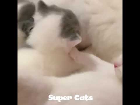 super kitty cat 😘😘😘😘😘 i just love it 😻😻😻😻