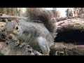 Woodchucks, Grey Squirrels, Birds, & Woodland Wildlife for Nature Lovers and Cats to Watch. Cat TV.