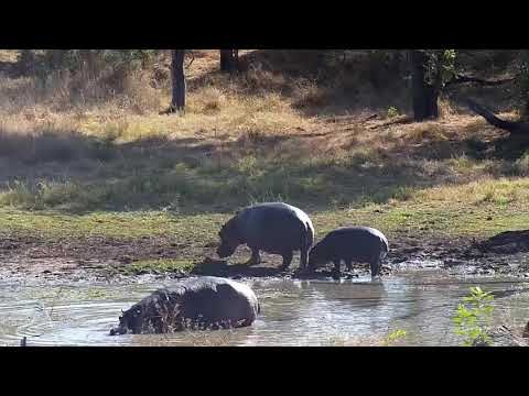 Djuma: Three Hippos going out of the water - 09:31 - 06/21/21