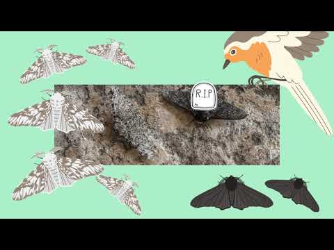 Evolution - Variation und Selektion (der Birkenspanner)