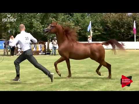 Strohen 2018 C Show - Class 7