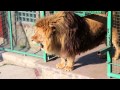 ZOO PROMO