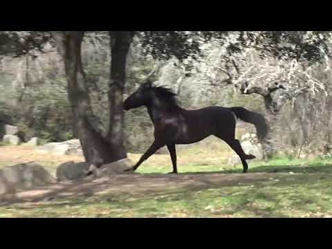 Kaleso AC Freilauf www.spanische-verkaufspferde.com