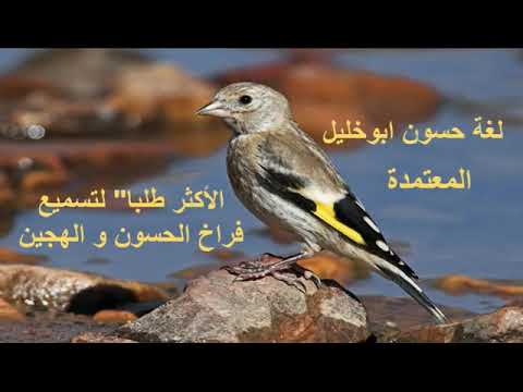 لغة حسون ابوخليل المعتمدة والأكثر طلبا لتعليم فراخ الحسون والهجين تسجيل بدقة و جودة عالية