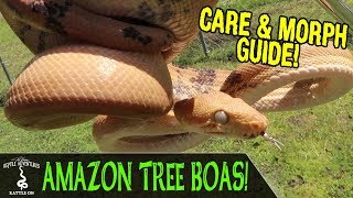 AMAZON TREE BOAS! (Care and morph guide)