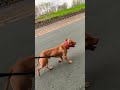 Kalush ft. SKOFKA (Dodomu-homeward)#apbt #ukraine