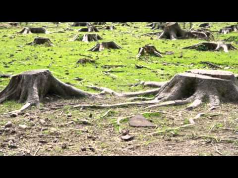 download lagu mp3 mp4 Deforestation Video Clips Download, download lagu Deforestation Video Clips Download gratis, unduh video klip Deforestation Video Clips Download