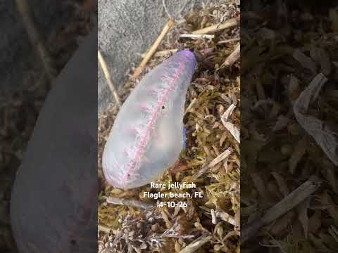 #jellyfish#florida#bio#seacreatures