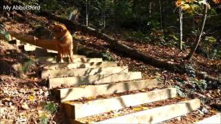 Walking Trails in Abbotsford: the Stairs at Auguston.