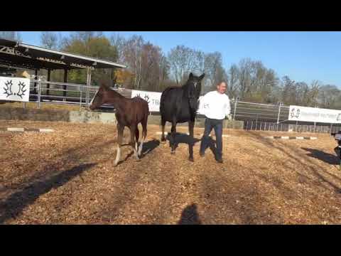 Fohlenmusterung St. Vitus Teil 2