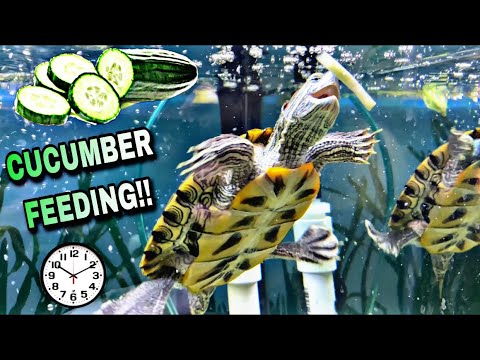 FEEDING MY TURTLES CUCUMBERS!! [ THIS IS THE FIRST TIME ]