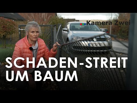 Baumstreit: Behörde verweigert Schadensersatz | Kamera Zwei