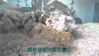 烏賊捕食過程的顏色變化