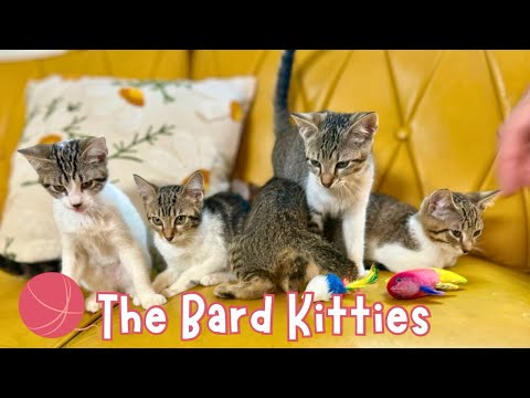 Quince Bard, an adoptable Domestic Short Hair Mix in Friendswood, TX_image-1