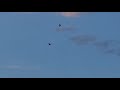 Magpies Attack A Drone