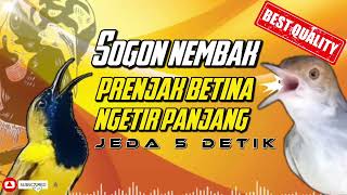 Download lagu MASTERAN SOGON PRENJAK BETINA NGETIR PANJANG | SOGON GACOR NEMBAK #sogon #sogongacor #sogokontong mp3