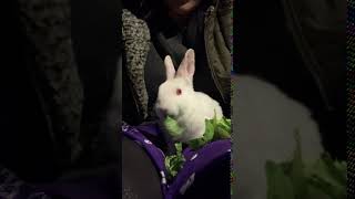 San Jose Brush Rabbit Rabbits Videos