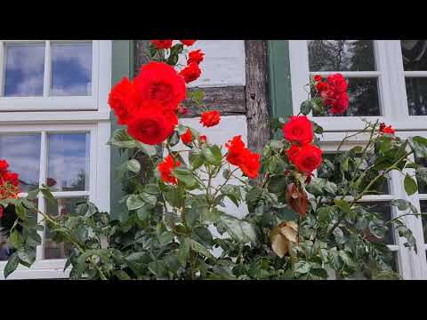 Geistlicher Liederschatz. Lied 1163  "O, wie unaussprechlich selig werden wir im Himmel sein!"