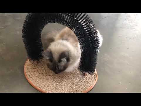 ARCO RASCADOR PARA GATOS - Discovery Pet SRL